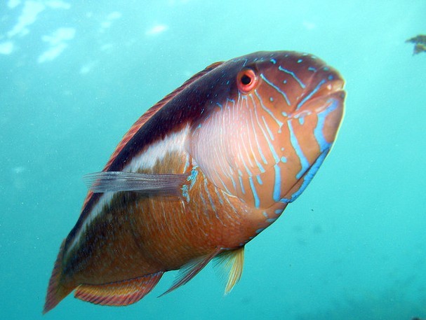 WRASSE.jpg