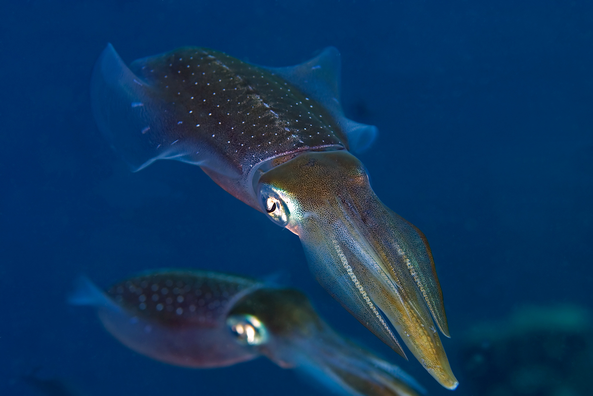 Reef-Squid-Pair-_1.jpg
